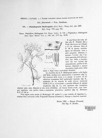 Pseudopeziza medicaginis image